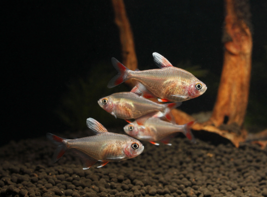 White Fin Tetra