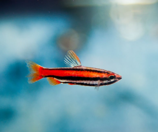 Red Pencil Fish