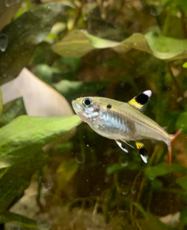 Pristella Tetra