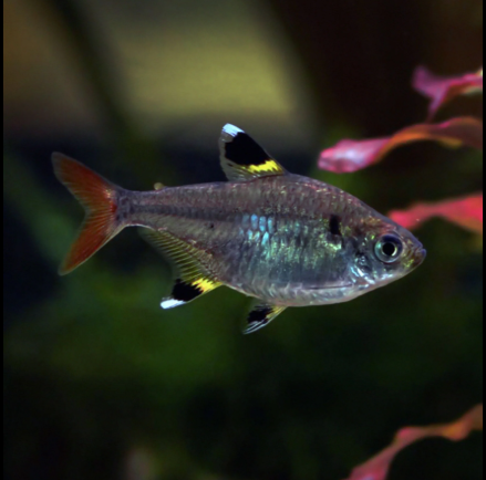 Pristella Tetra