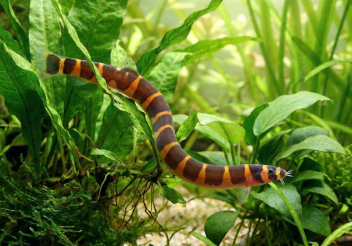 Kuhli loach