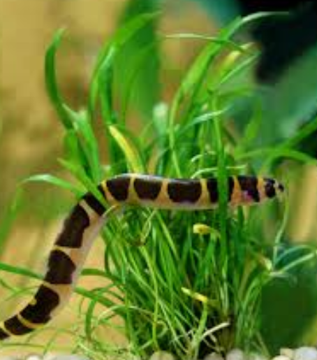 Kuhli loach