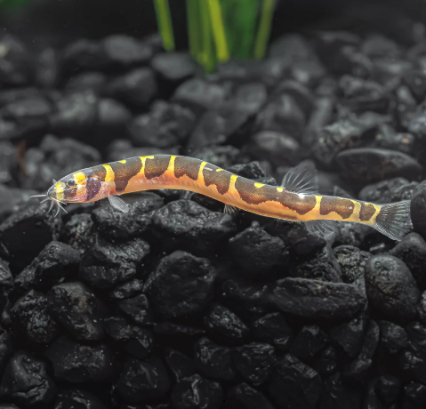 Kuhli loach