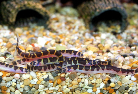 Kuhli loach
