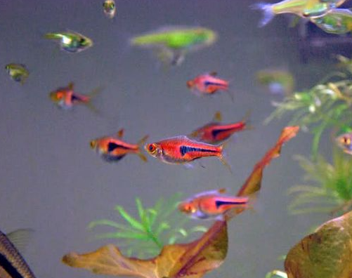 espei rasbora