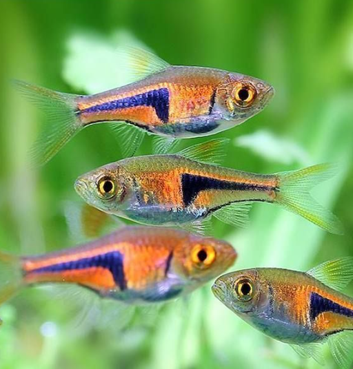 espei rasbora