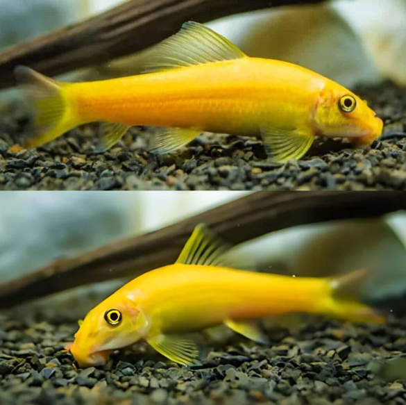 Golden Algae Eater