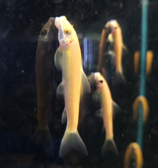 Golden Algae Eater