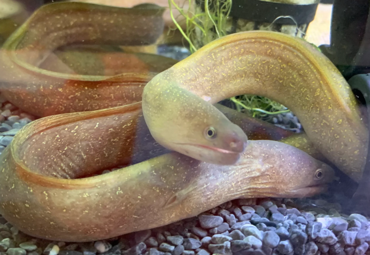 Eel for aquarium Tropical Morry