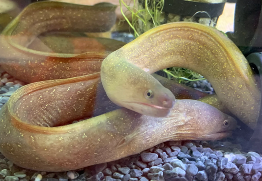 Eel for aquarium Tropical Morry