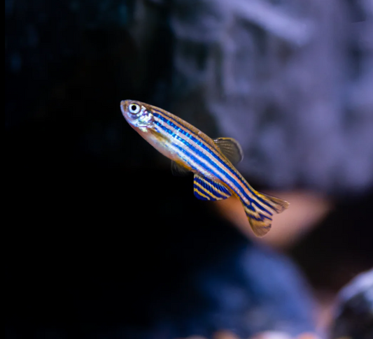 Zebra Danio