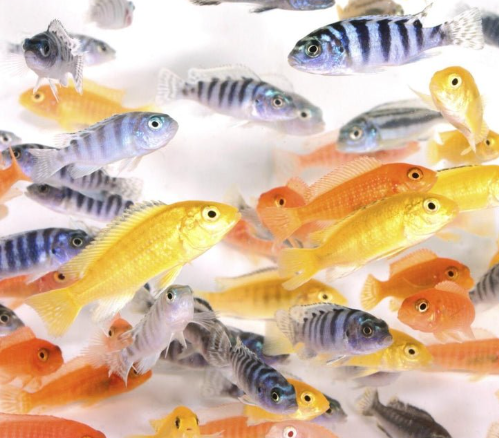 Morph Cichlids Mixed combo 5 QTY