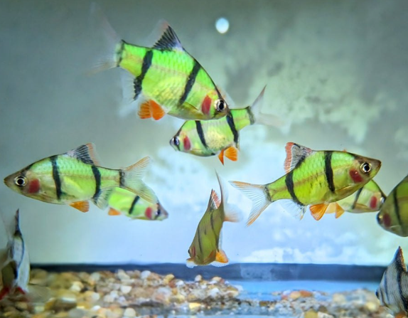 Green Glow Tiger Barb