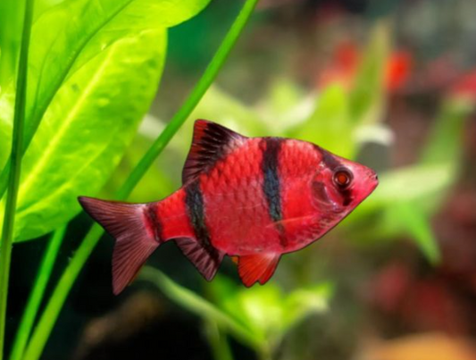 Red Glow Tiger Barb