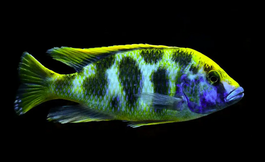 Venus Cichlid 4"-4.5"