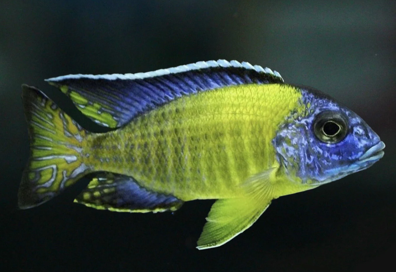 yellow peacock  2.5 inches