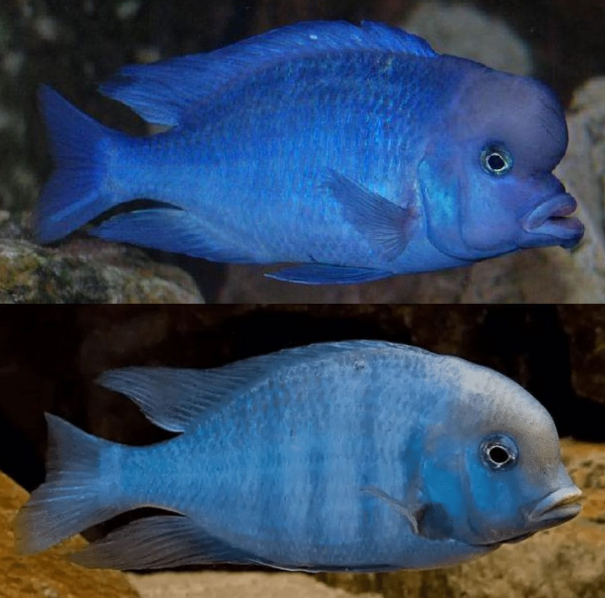 Dolphin Cichlid