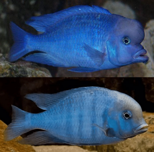 Dolphin Cichlid