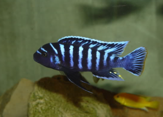 Metriaclima sp. "Dolphin Manda"