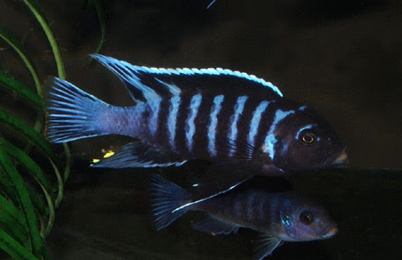Metriaclima sp. "Dolphin Manda"
