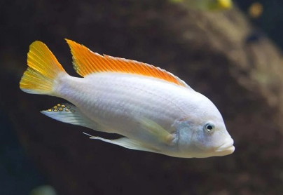 Maylandia greshakei 2.5"