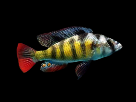 Haplochromis obliquidens 2.5"