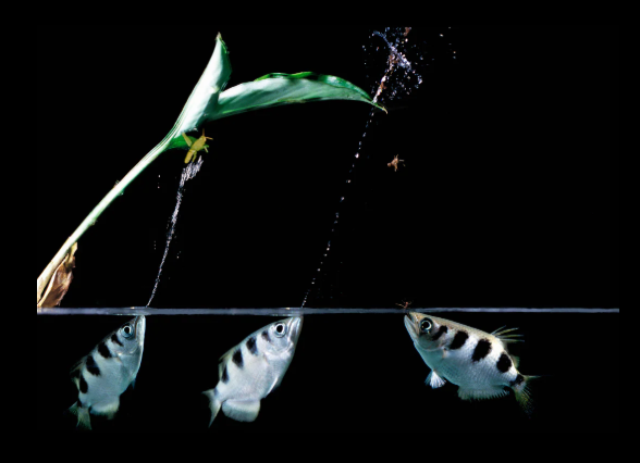 Archer fish