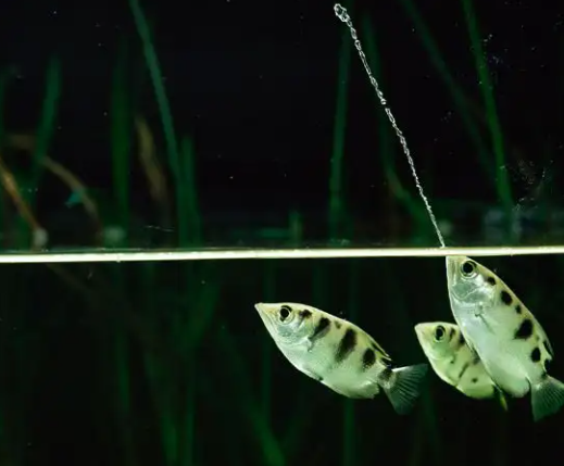Archer fish
