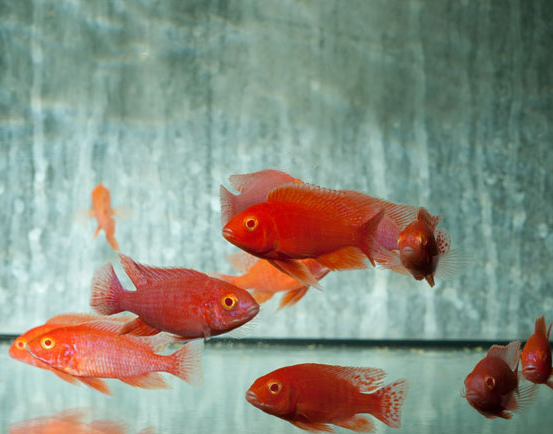 Fire red Strawberry Cichlid 2.5Inch
