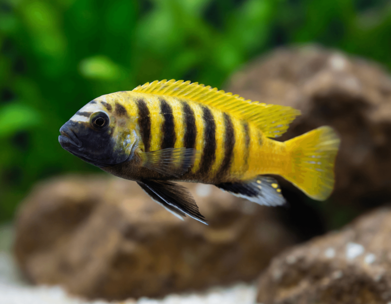 Metriaclima zebra gold kawanga  Bumblebee Cichlid (CraBro )
