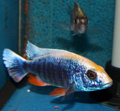 Sulfurhead aulonocara 3"