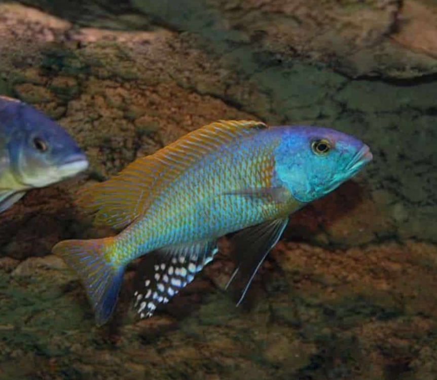buccochromis rhoadesii