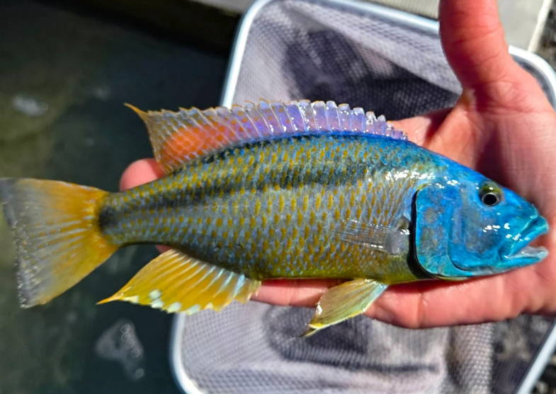 ARISTOCHROMIS CHRISTYI