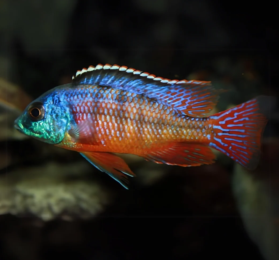 Red empress 3 Inches