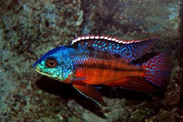 Red empress 3 Inches