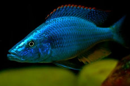 Malawi eyebiter 3 inch