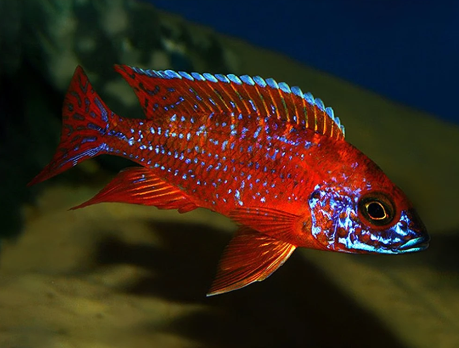 Ruby Red