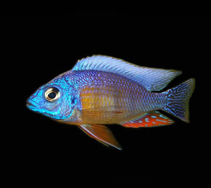 Taiwan Reef  3 inchs