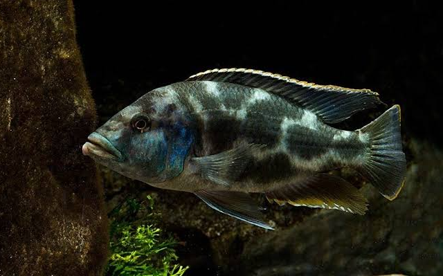 NIMBOCHROMIS LIVINGSTONI  3 inch