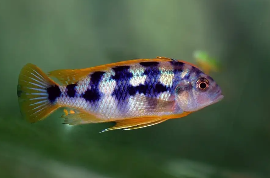 Chitimba  cichlid  The Chitimba cichlid (Petrotilapia sp. "chitimba")