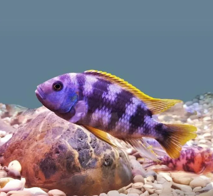 Chitimba  cichlid  The Chitimba cichlid (Petrotilapia sp. "chitimba")