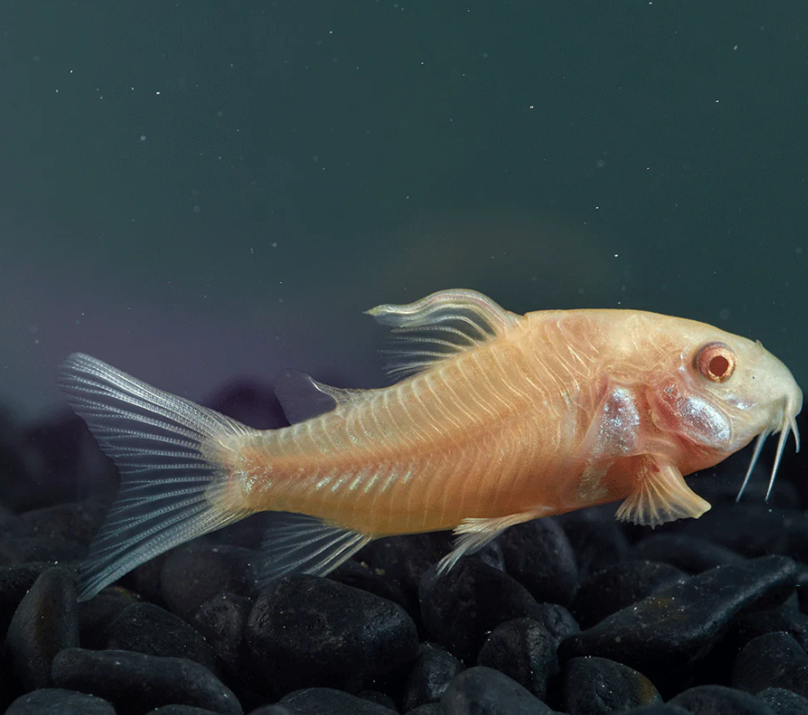 Albino Cory