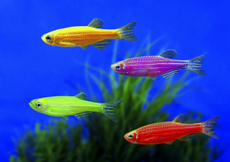 Mixed Zebra Danio 4 Color Mix