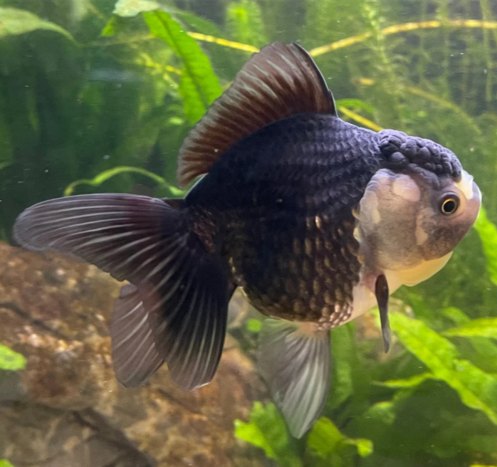 Jumbo Gold Fish