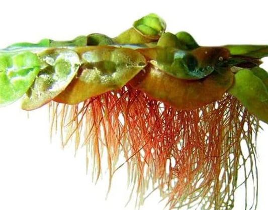 Floting Plants