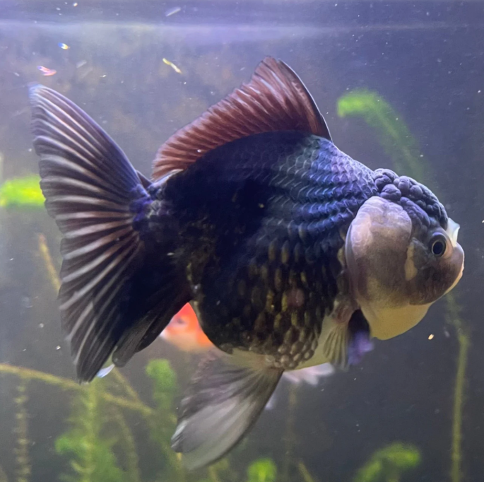 Jumbo Gold Fish