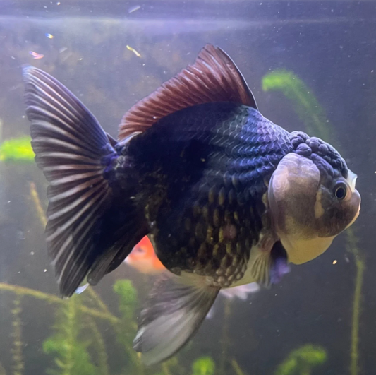 Jumbo Gold Fish