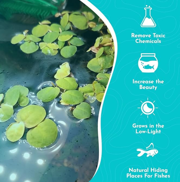 Floting Plants