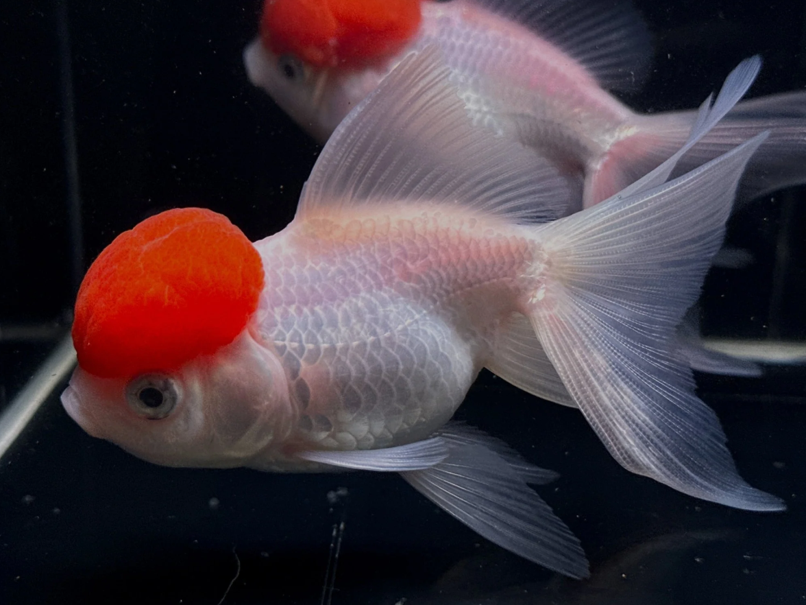 Red Cap gold fish