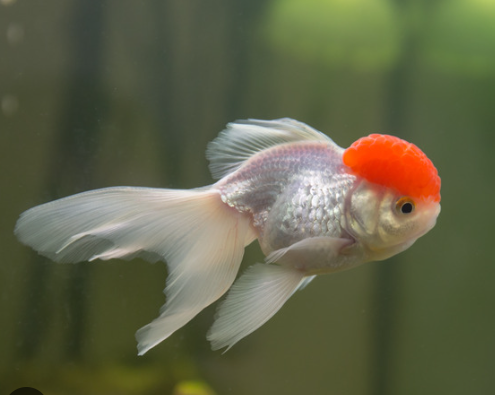 Red Cap gold fish